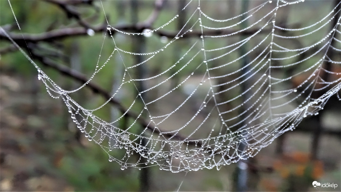Reggeli pókbölcső.