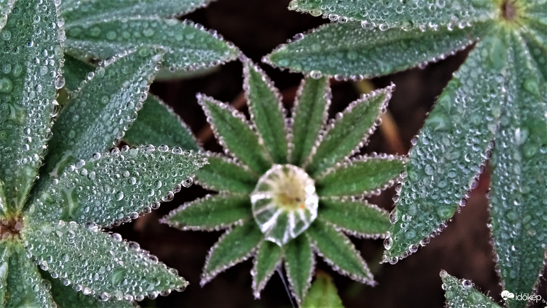 Harmatos csillagfürt.