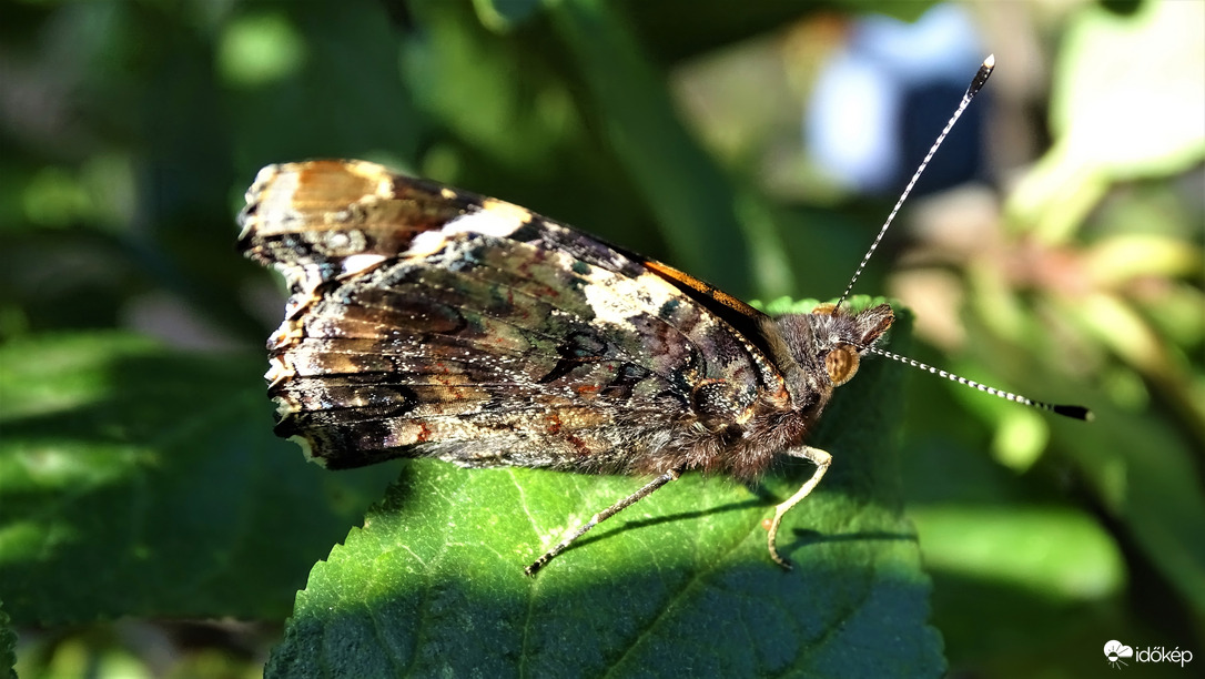 Atalanta lepke.