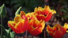 Tulipánmánia
