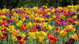 Tulipánmánia