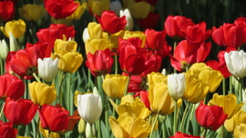 Tulipánmánia