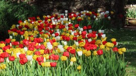 Tulipánmánia