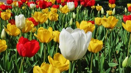 Tulipánmánia