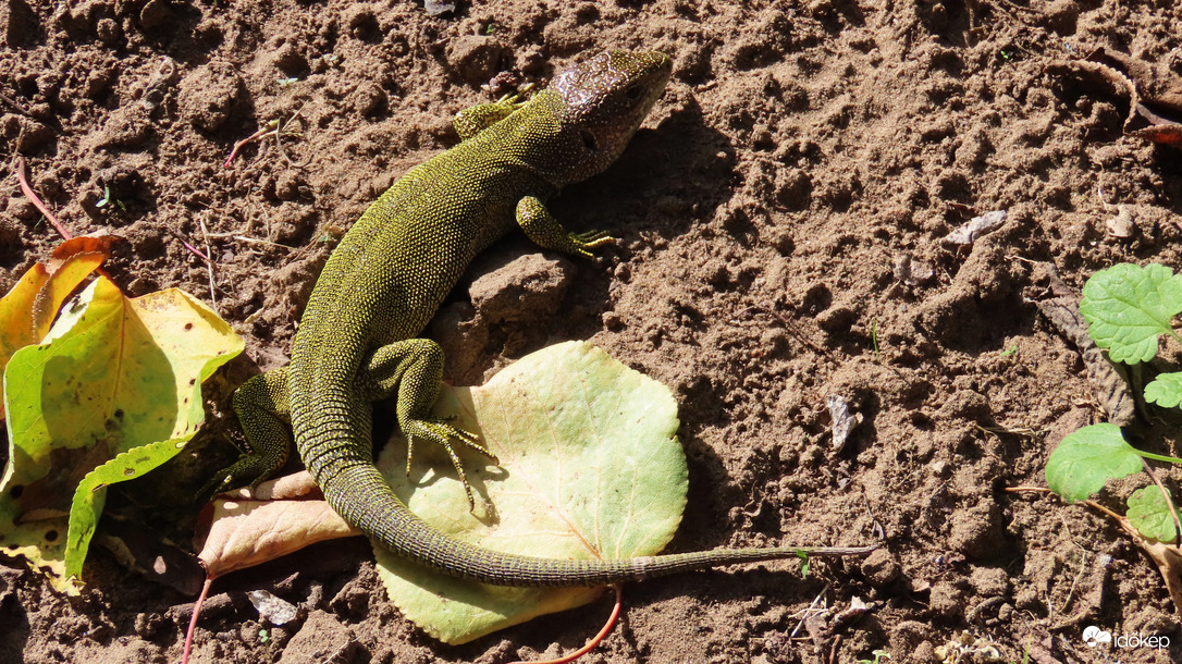 "Ne ébreszd fel az az alvó oroszlánt"...