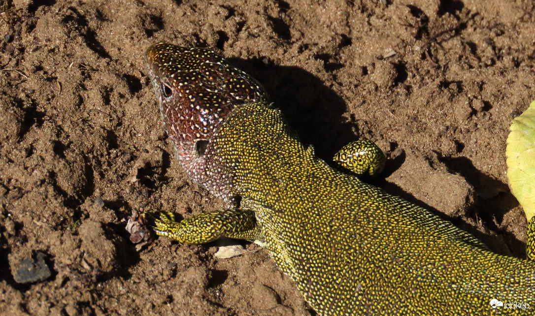 "Ne ébreszd fel az az alvó oroszlánt"...