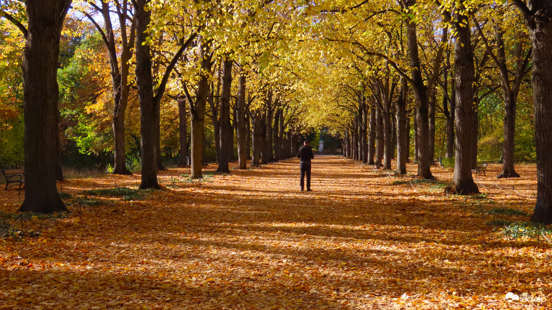 Aranyban pompázó hársfák, 