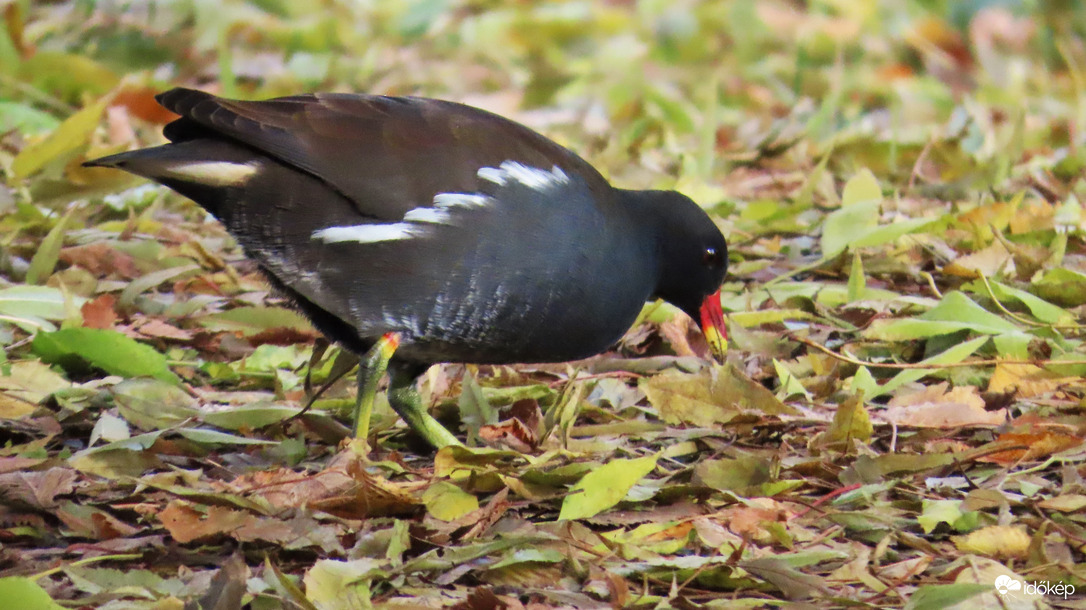 Kapirgáló vízityúk.