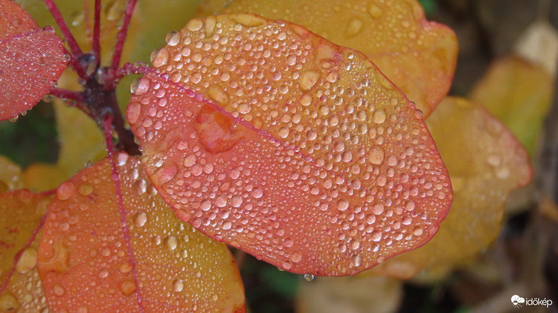Őszi színpompa.