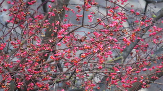 Színek a szürkeségben.