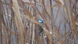 Kékcinke a ködös nádasban.