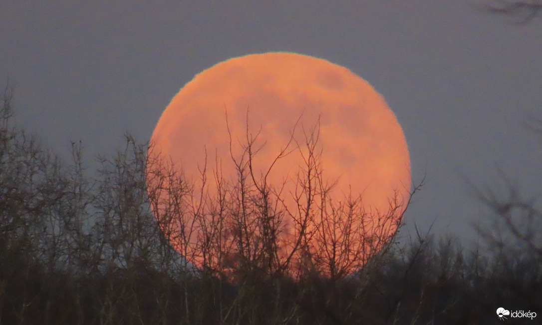 Bokorban kelt föl a telihold.