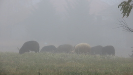 Racka juhok a reggeli ködben.