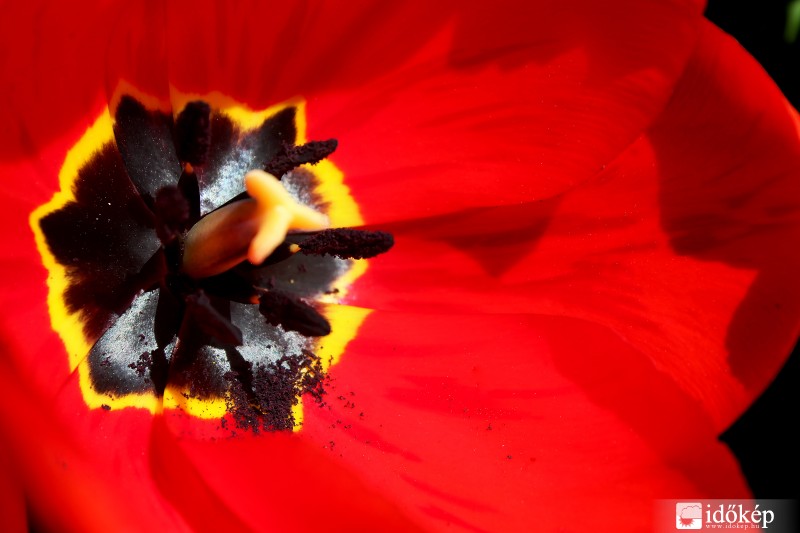 Tulipán