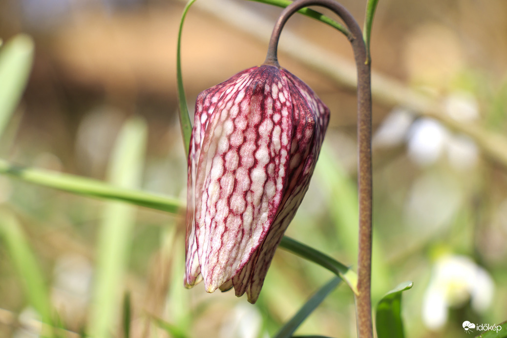 Liliom