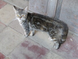 Tiszadob