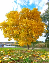 Tiszaörvény