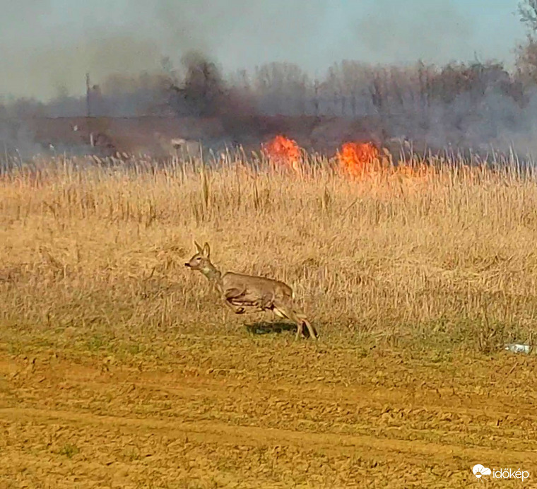 Észlelési fényképek