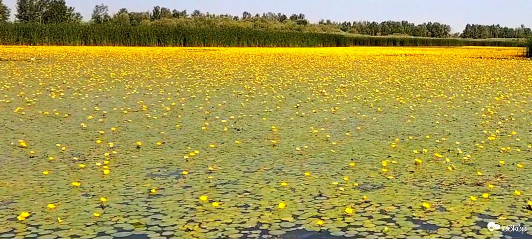 Természet