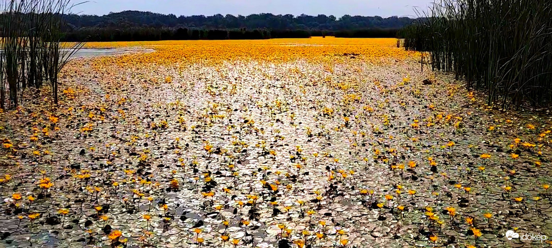Természet