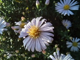 https://identify.plantnet.org/hu/k-world-flora/species/Symphyotrichum%20novi-belgii%20(L.)%20G.L.Nesom/data (Kopasz őszirózsa)