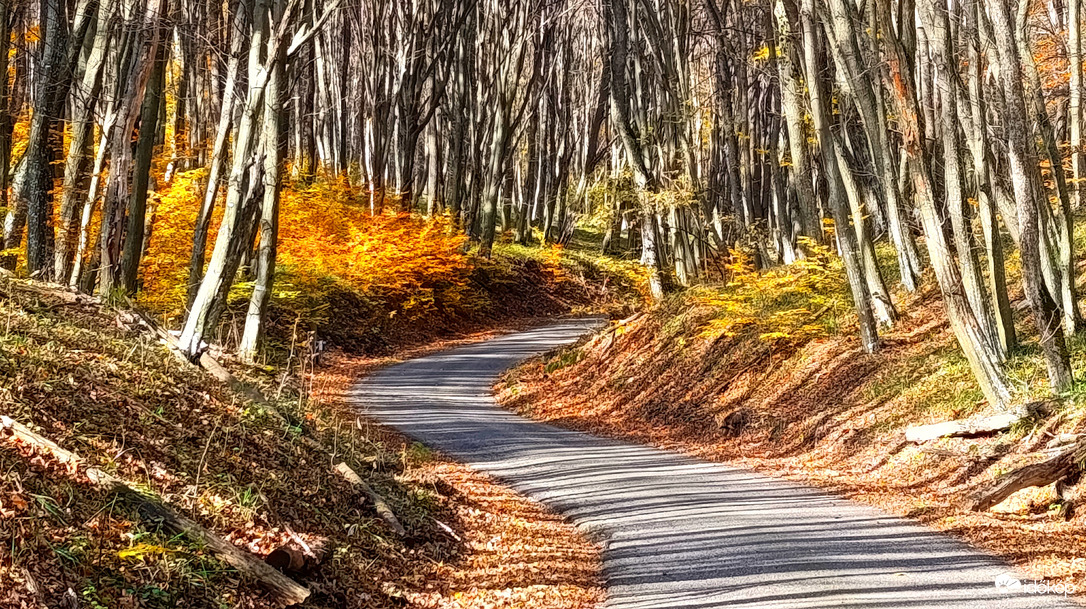 A Bükk őszi csodái - 19