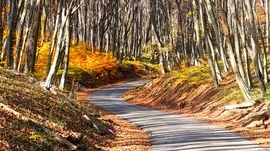 A Bükk őszi csodái - 19