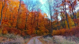 A Bükk őszi csodái - 18