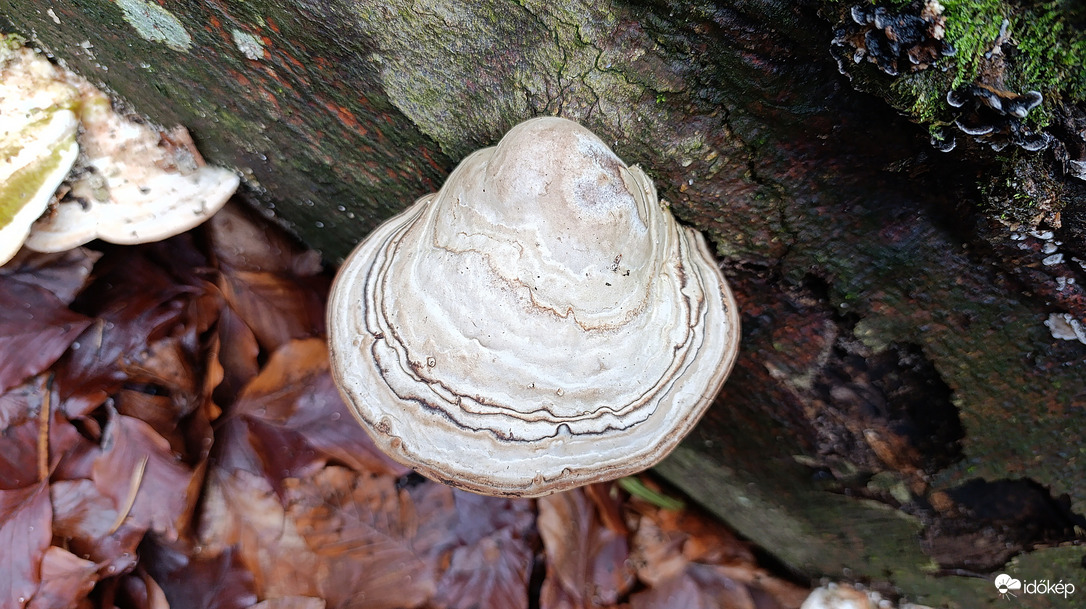 Eső után, a Bükkben - 2