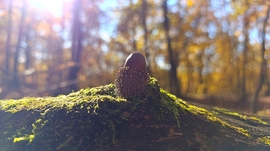 A Bükk őszi csodái - 5