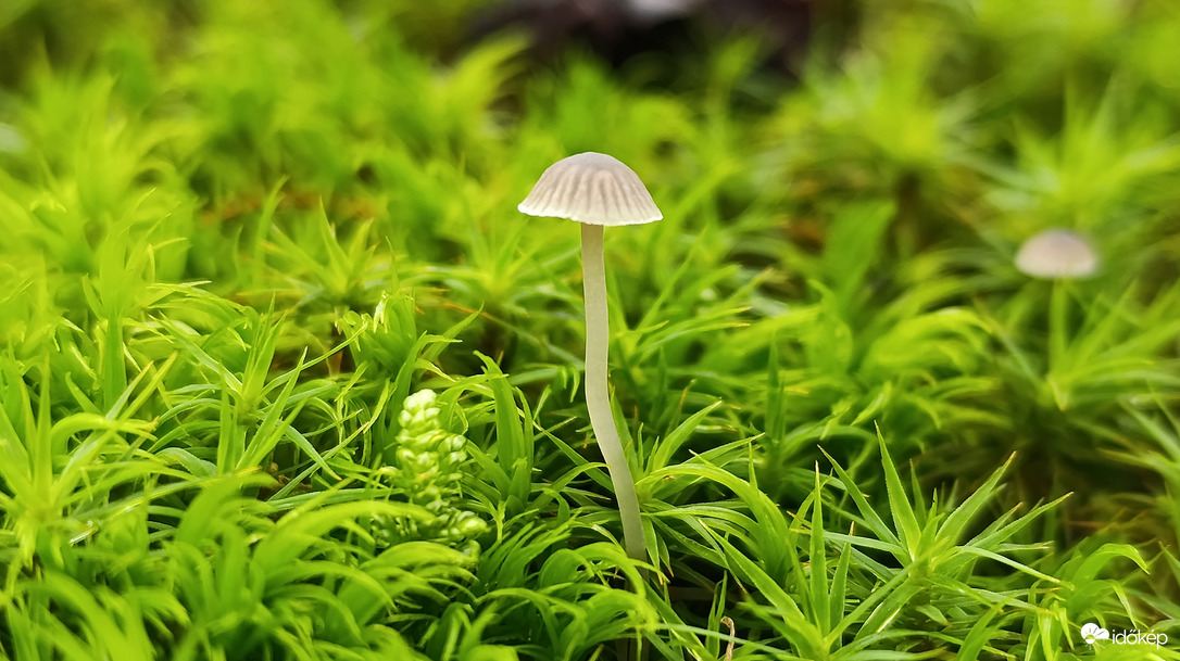 Eső után, a Bükkben - 6