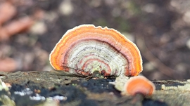 Eső után, a Bükkben - 3