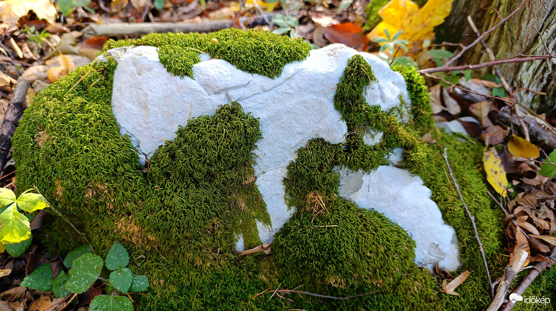 A Bükk őszi csodái - 16