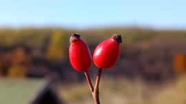 A Bükk őszi csodái - 4