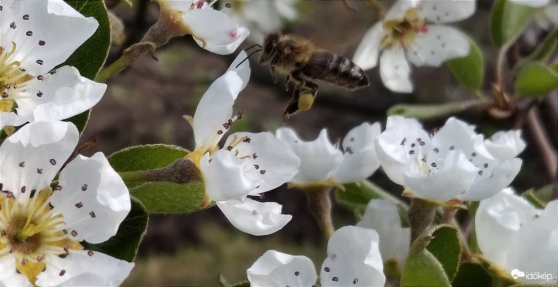 Virágpor gyűjtés - 2