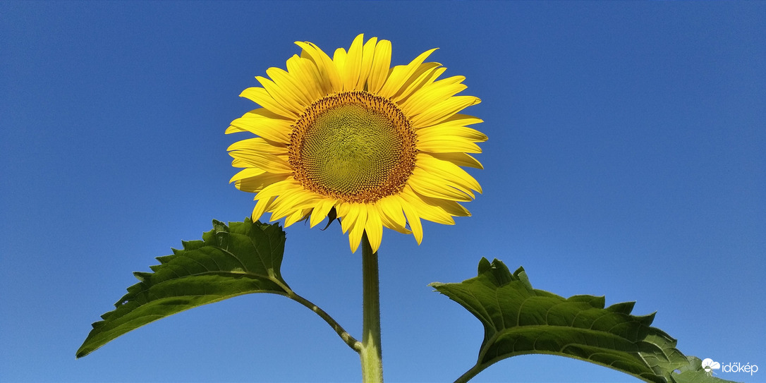 Napraforgós reggel - 2