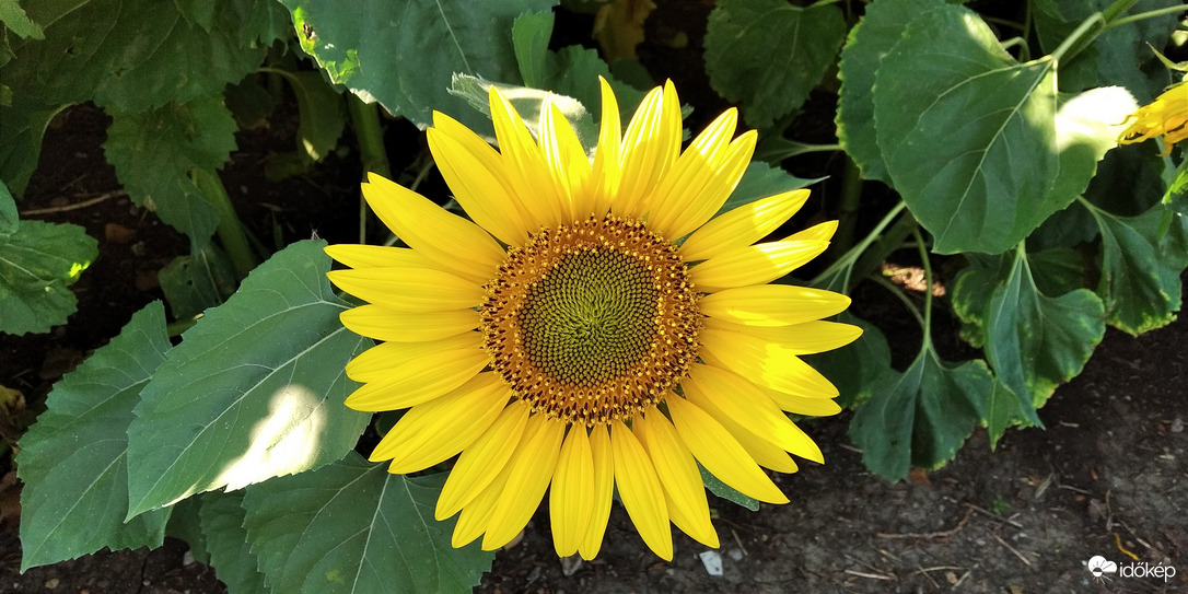 Napraforgós reggel - 1