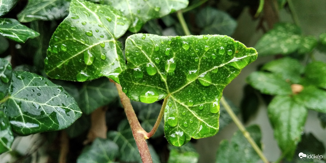 Felfrissült természet - 1