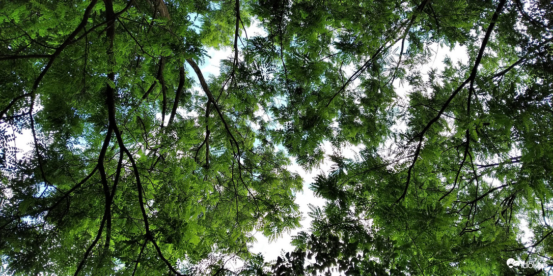 Erdei környezet - 1