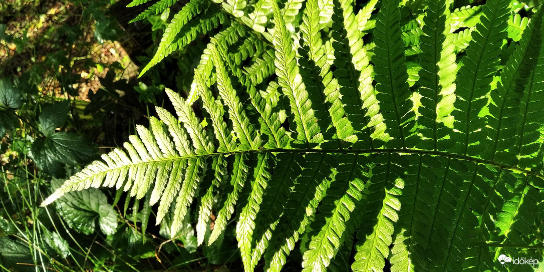 Erdei környezet - 2