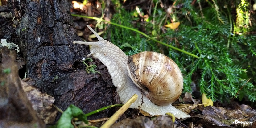 Felfrissült természet - 3