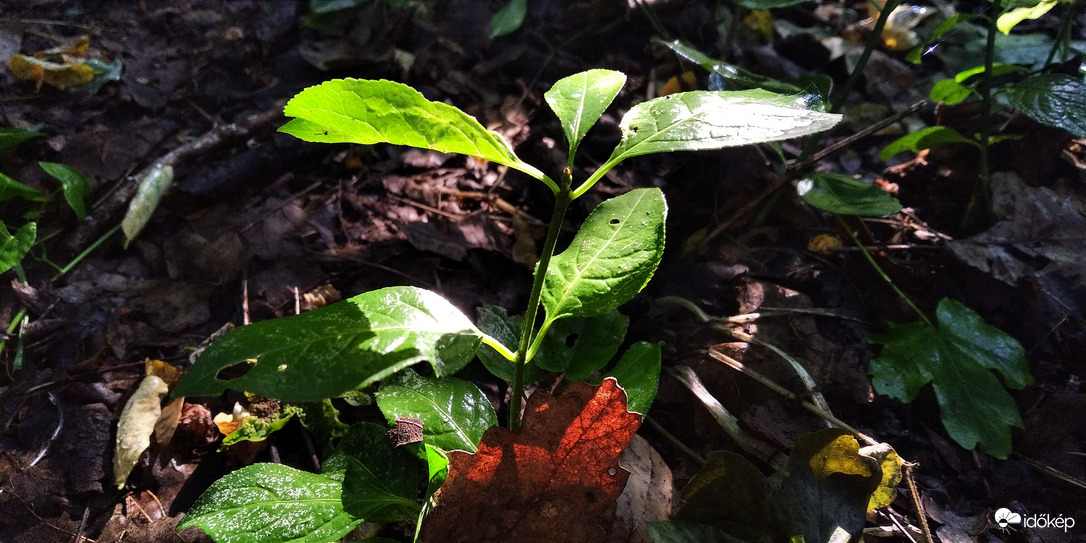 Erdei környezet - 3