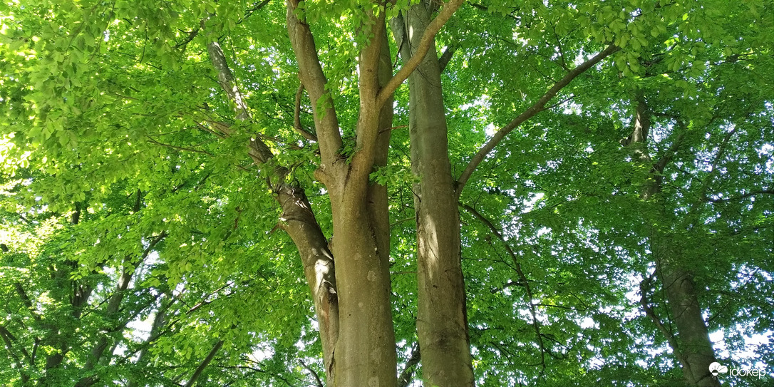 A Bükk hűs árnyaiban - 2