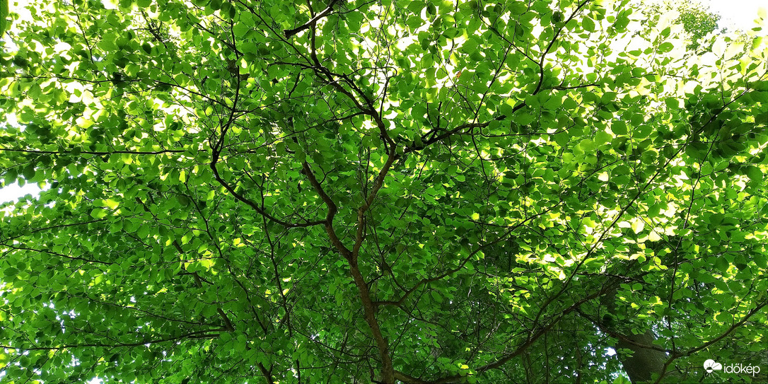 A Bükk hűs árnyaiban - 1