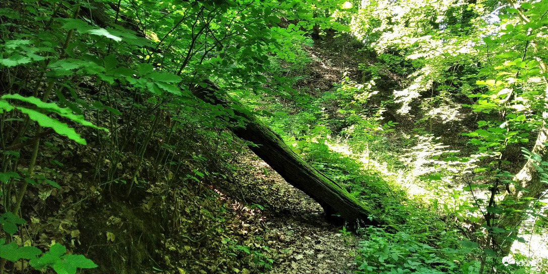 A Bükk hűs árnyaiban - 3