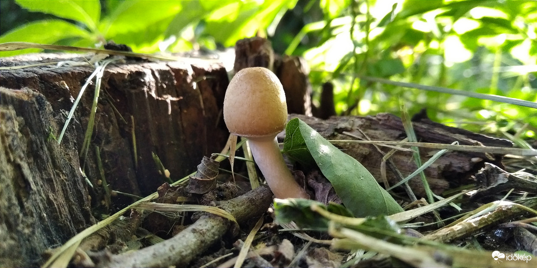 A Bükk apró szépségei - 2