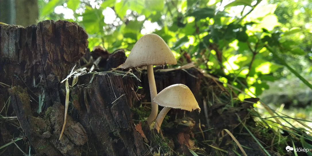 A Bükk apró szépségei - 1