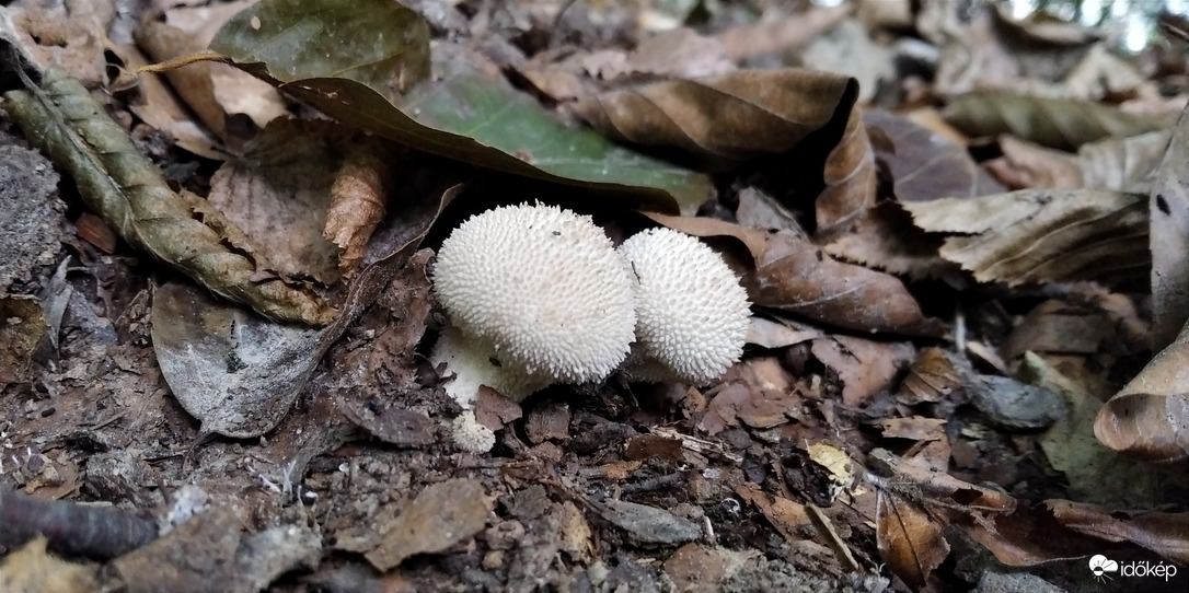 A Bükk őszi szépségei - 1