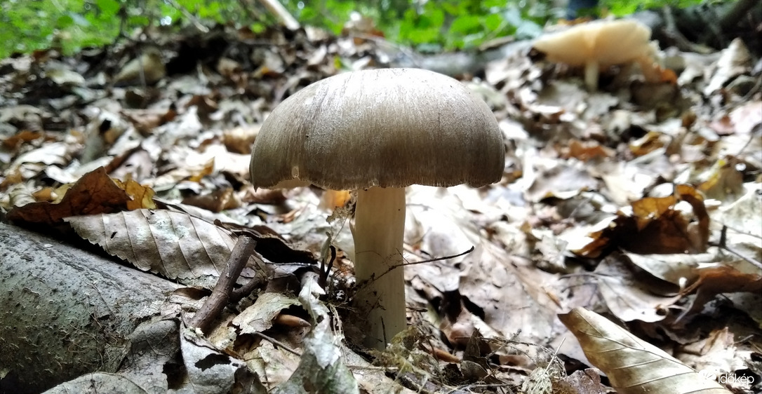 A Bükk őszi szépségei - 2