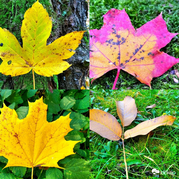 Őszi színekben pompázva 1. 